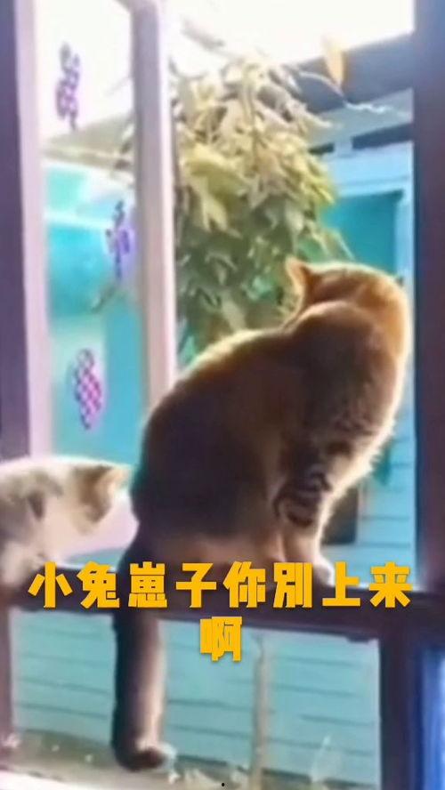 牛的视频大全搞笑,笑料横生，欢乐无限