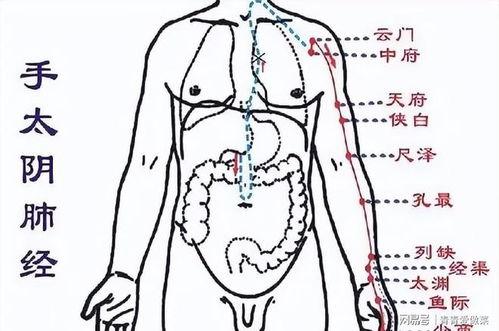 拍打肺经视频,呼吸间解锁健康之门
