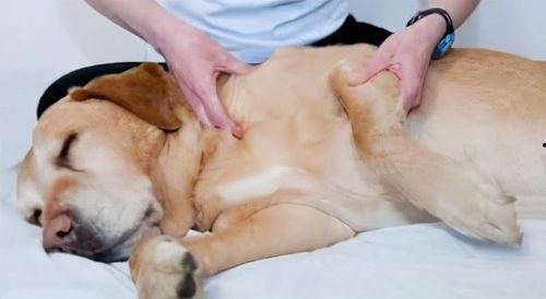 按摩狗使用方法视频,宠物健康生活新体验