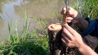 龙眼怎样嫁接技术视频,轻松掌握嫁接技巧，提升果实品质